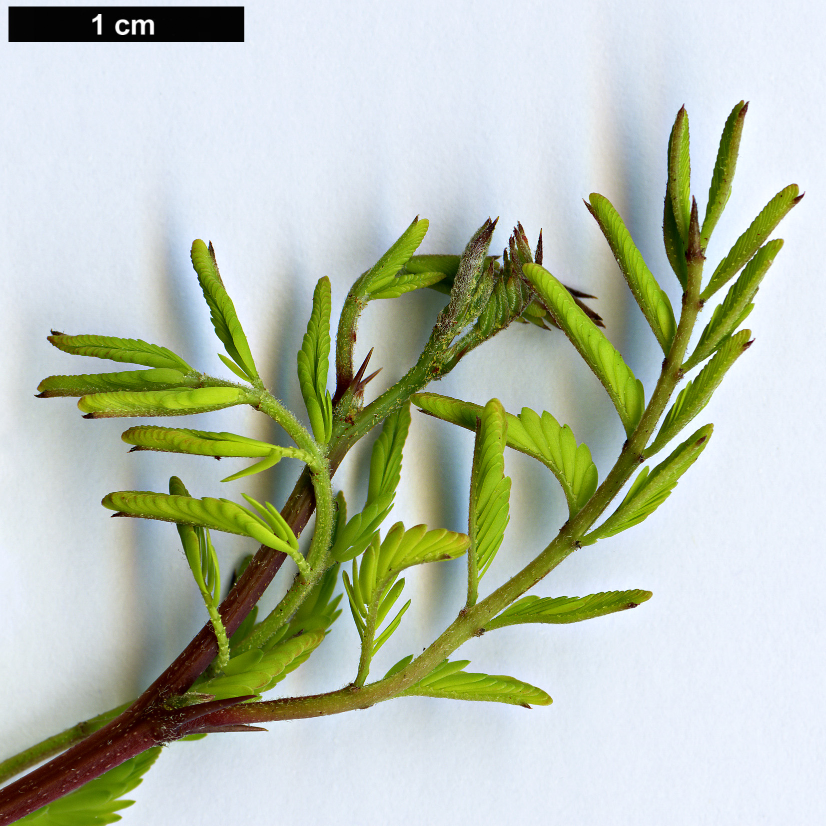 High resolution image: Family: Fabaceae - Genus: Vachellia - Taxon: farnesiana High resolution image: Family: Fabaceae - Genus: Vachellia - Taxon: farnesiana